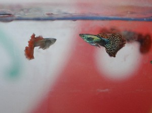10 Ikan Hias Aquarium Tercantik Air Tawar untuk Memperindah Ruangan