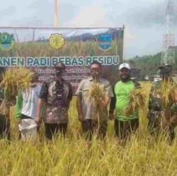 Pangandaran Panen Padi Bebas Residu, Harga Lebih Untung