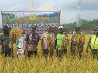Pangandaran Panen Padi Bebas Residu, Harga Lebih Untung