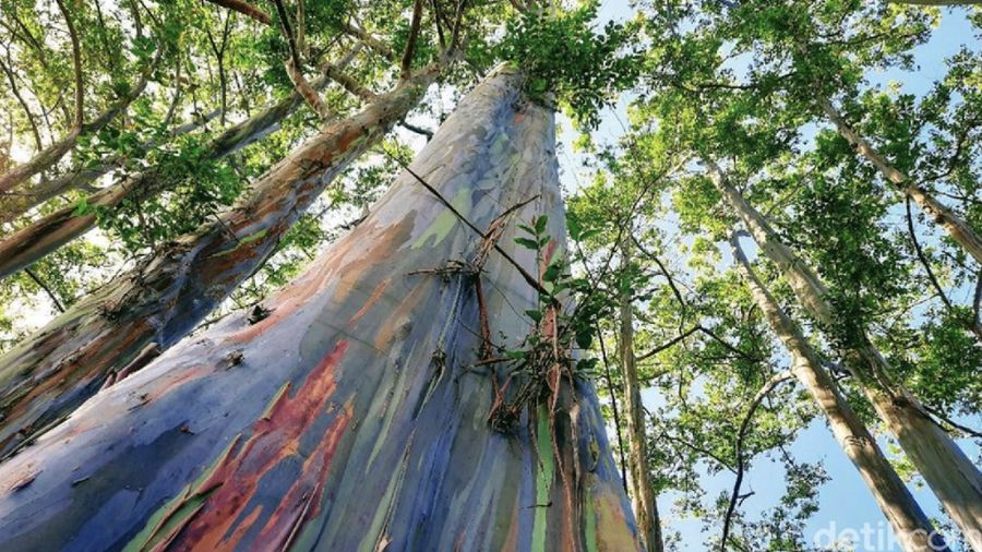 Hutan Pelangi Bondowoso. (Foto: Chuk Shatu Widarsha/detikcom)