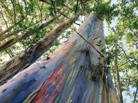 RI Punya Hutan Pelangi! Diajukan Masuk UNESCO Global Geopark