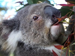 Dikira Cupu Ternyata Suhu, Koala Mampu Hancurkan Hutan