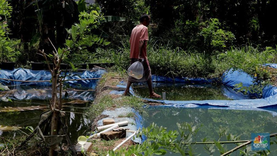 Petani menyortir panen ikan hias dari keramba untuk dijual di Setu Cilala, Kab Bogor. (CNBC Indonesia/Muhammad Sabki)