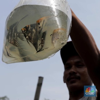 Potret Petani Ikan Hias yang Cuan Gede Saat Pandemi Covid-19