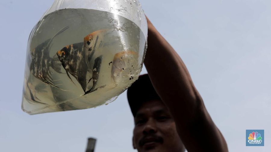 Petani menyortir panen ikan hias dari keramba untuk dijual di Setu Cilala, Kab Bogor. (CNBC Indonesia/Muhammad Sabki)