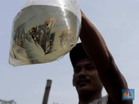 Banyak Obat Ikan di E-Commerce Tak Bersertifikat, Begini Respons KKP