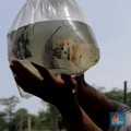 Ikan RI Ditolak China Gegara Corona di Kemasan, Ini Ceritanya