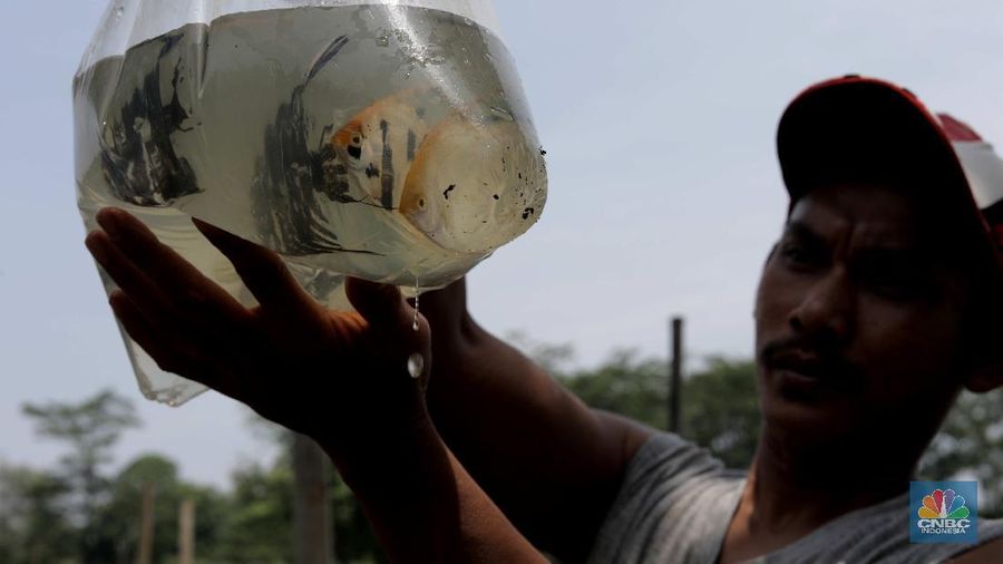 Petani menyortir panen ikan hias dari keramba untuk dijual di Setu Cilala, Kab Bogor. (CNBC Indonesia/Muhammad Sabki)