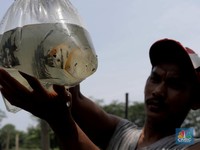Ikan RI Ditolak China Gegara Corona di Kemasan, Ini Ceritanya