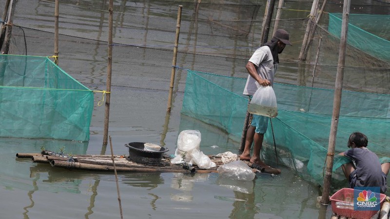 Petani menyortir panen ikan hias dari keramba untuk dijual di Setu Cilala, Kab Bogor. (CNBC Indonesia/Muhammad Sabki)