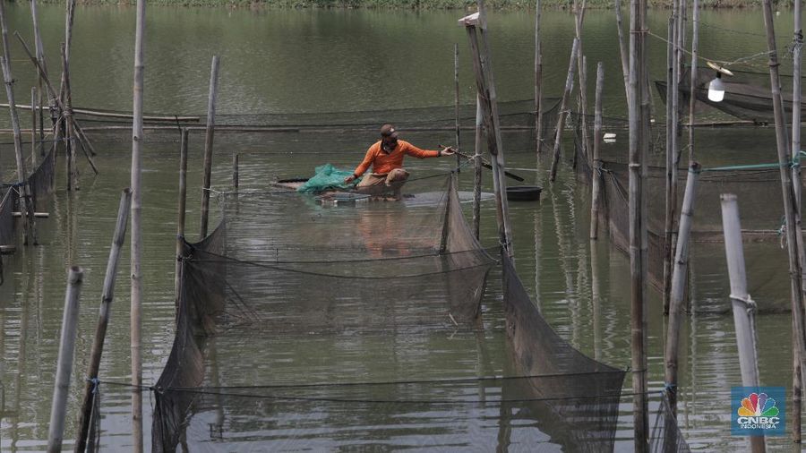 Petani menyortir panen ikan hias dari keramba untuk dijual di Setu Cilala, Kab Bogor. (CNBC Indonesia/Muhammad Sabki)