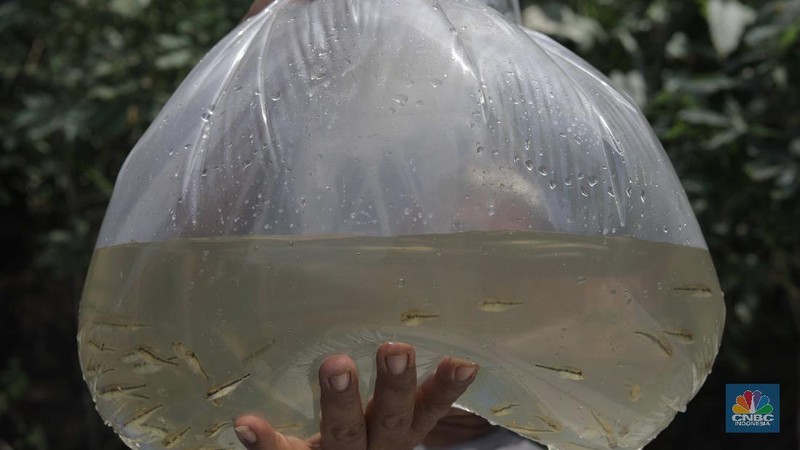 Petani menyortir panen ikan hias dari keramba untuk dijual di Setu Cilala, Kab Bogor. (CNBC Indonesia/Muhammad Sabki)