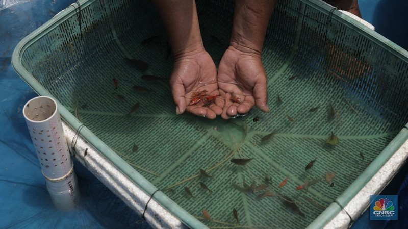 Petani menyortir panen ikan hias dari keramba untuk dijual di Setu Cilala, Kab Bogor. (CNBC Indonesia/Muhammad Sabki)