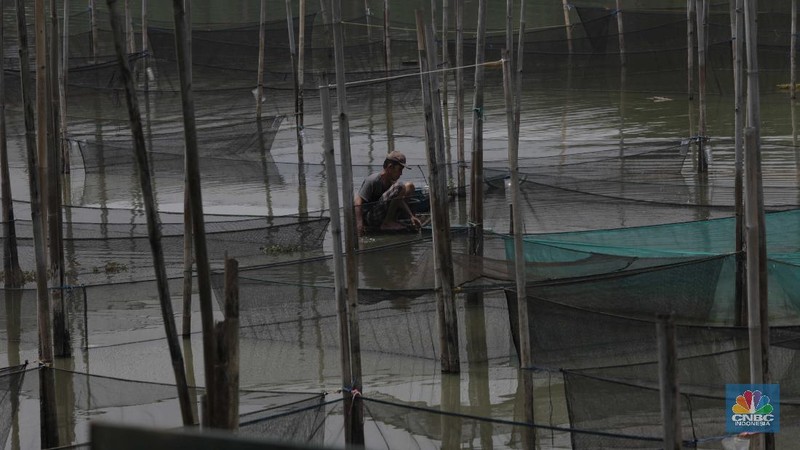 Petani menyortir panen ikan hias dari keramba untuk dijual di Setu Cilala, Kab Bogor. (CNBC Indonesia/Muhammad Sabki)