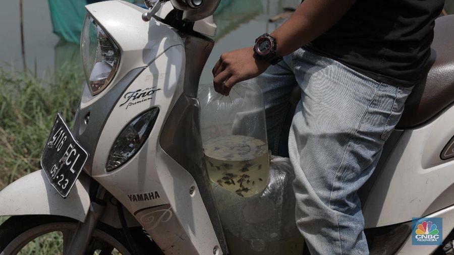Petani menyortir panen ikan hias dari keramba untuk dijual di Setu Cilala, Kab Bogor. (CNBC Indonesia/Muhammad Sabki)