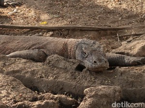 Ribut-ribut Lagi soal Tarif Jasa Pemandu Wisata di TN Komodo, Tiba-tiba Mahal!
