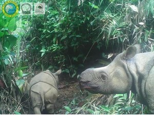 Seekor Bayi Badak Jawa Lahir di Taman Nasional Ujung Kulon