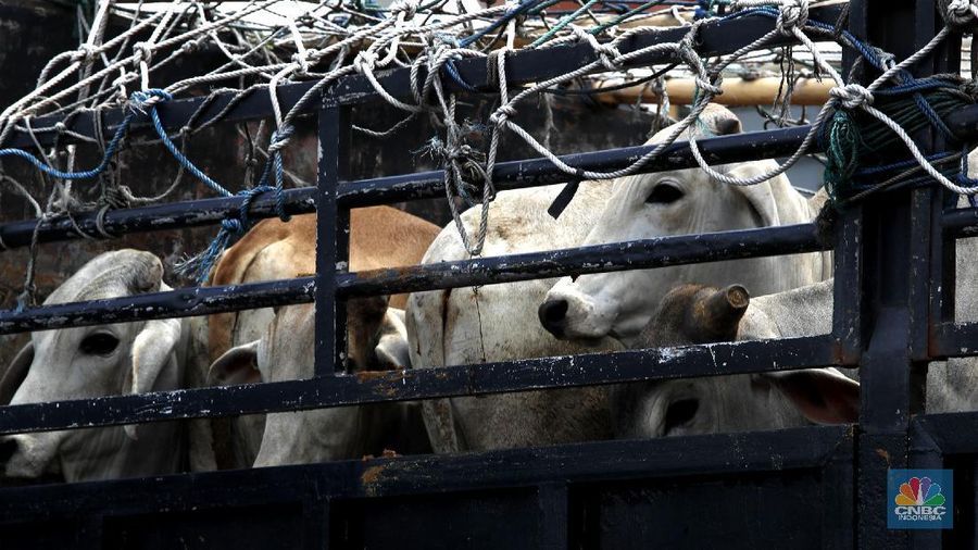 Bongkar Muat Sapi Impor di Tanjung Priok (CNBC Indonesia/ Tri Susilo)