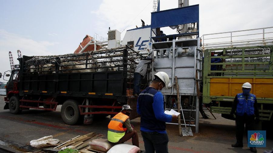 Bongkar Muat Sapi Impor di Tanjung Priok (CNBC Indonesia/ Tri Susilo)