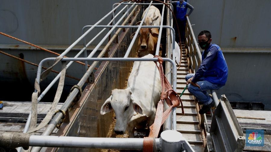Bongkar Muat Sapi Impor di Tanjung Priok (CNBC Indonesia/ Tri Susilo)