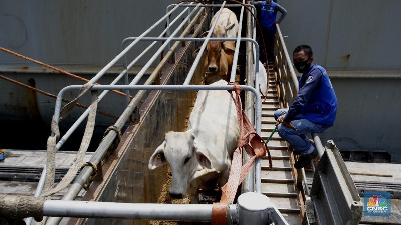 Bongkar Muat Sapi Impor di Tanjung Priok (CNBC Indonesia/ Tri Susilo)