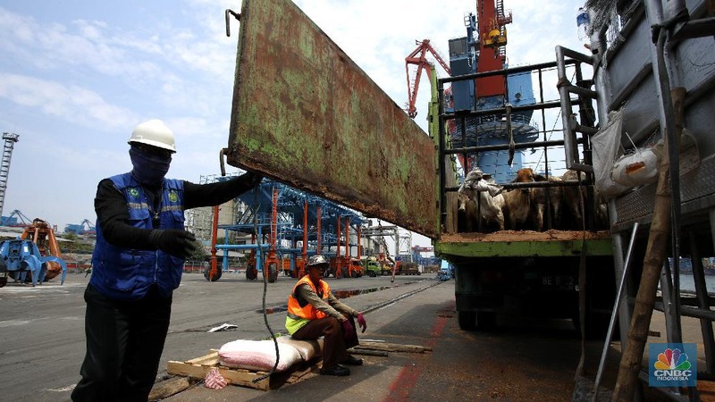Bongkar Muat Sapi Impor di Tanjung Priok (CNBC Indonesia/ Tri Susilo)