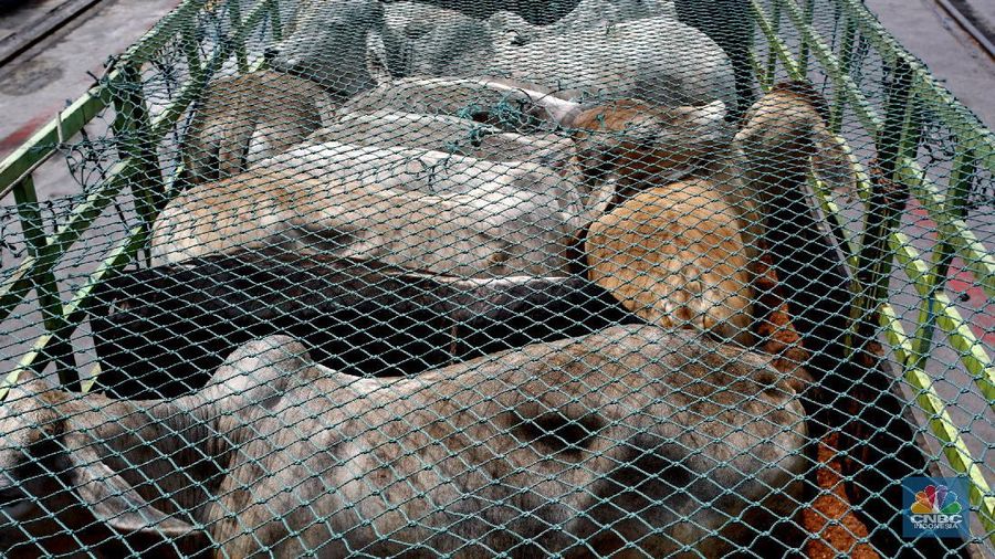 Bongkar Muat Sapi Impor di Tanjung Priok (CNBC Indonesia/ Tri Susilo)