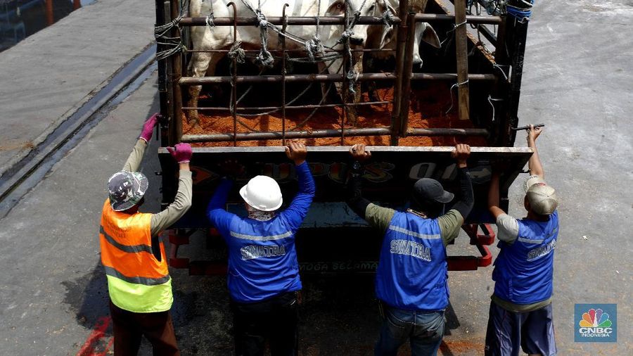 Bongkar Muat Sapi Impor di Tanjung Priok (CNBC Indonesia/ Tri Susilo)