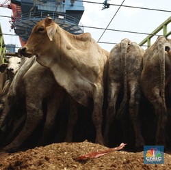Ampas Makanan dan 9 Barang Impor yang Banjiri RI di September