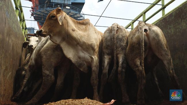 Waw! Dalam Sebulan RI Impor Daging Sapi Hingga Rp 1 Triliun