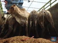 Waw! Dalam Sebulan RI Impor Daging Sapi Hingga Rp 1 Triliun