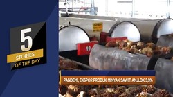 Ekspor Sawit Anjlok 5,9% Hingga AS Digugat Produsen Mobil