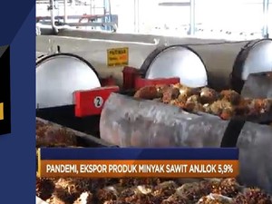 Ekspor Sawit Anjlok 5,9% Hingga AS Digugat Produsen Mobil