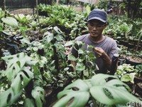 Sultan! Janda Bolong Kini Berharga Ratusan Juta
