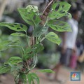 Termasuk Janda Bolong, Ini 10 Tanaman Hias yang Bawa Hoki