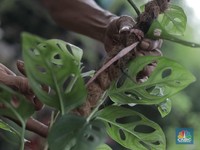 Harganya Melonjak, Warga Buru Tanaman Hias Janda Bolong Cs