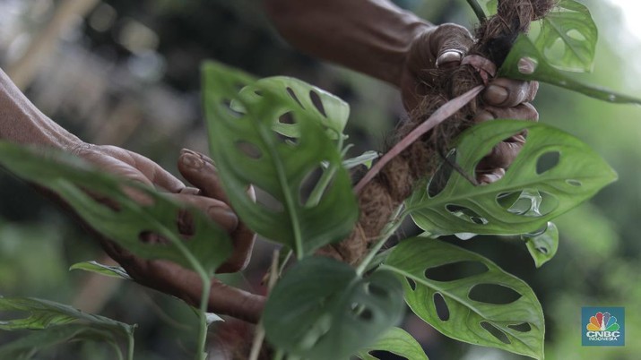 Ilustrasi tanaman hias janda bolong Hijau (CNBC Indonesia/Muhammad Sabki)