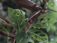 Ibu-ibu Cantik Awas Ketipu, Janda Bolong Tak Semahal Itu!