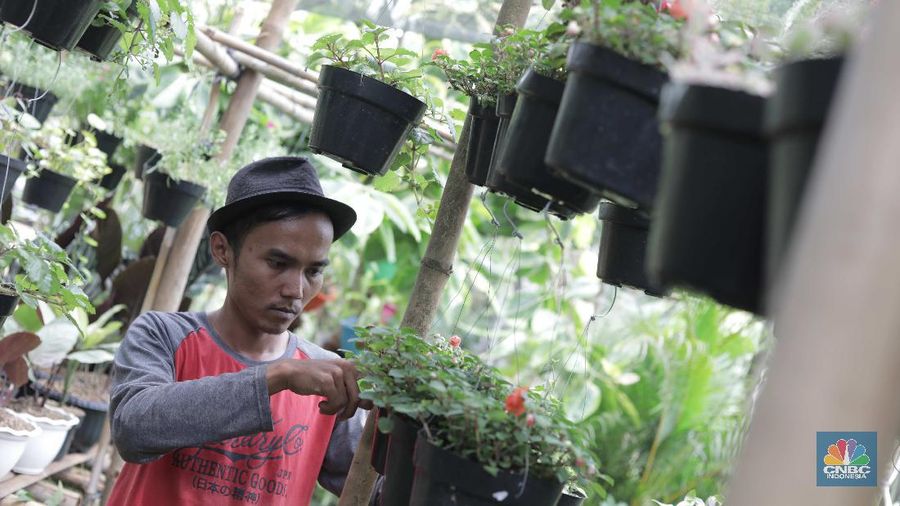Ilustrassi Penjual Tanaman Hias (CNBC Indonesia/Muhammad Sabki)