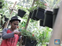 Dulu Selangit, 5 Tanaman Hias Favorit Ini Kian Redup