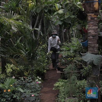Intip 5 Tanaman Hias Paling 'Cuan' Selama Pandemi Covid-19