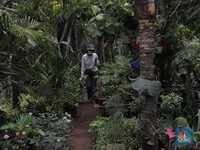 9 Tanaman Hias Termahal di Indonesia, Ada yang Seharga Mobil