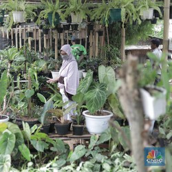 5 Tanaman Hias Paling Diminati, Harganya Tembus Rp 100 Juta