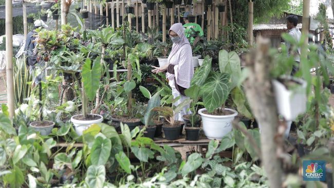 10 Tanaman Hias Outdoor Yang Cantik Tahan Panas Hujan