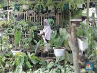 5 Tanaman Hias Paling Diminati, Harganya Tembus Rp 100 Juta
