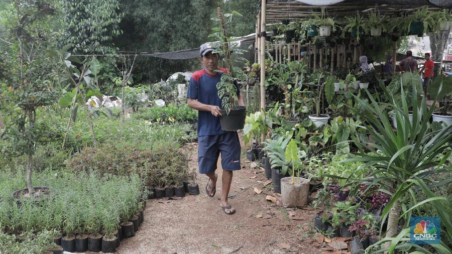 Ilustrassi Penjual Tanaman Hias (CNBC Indonesia/Muhammad Sabki)