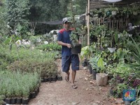 Jangan Salah, Ini 5 Cara Merawat Tanaman Hias Aglonema