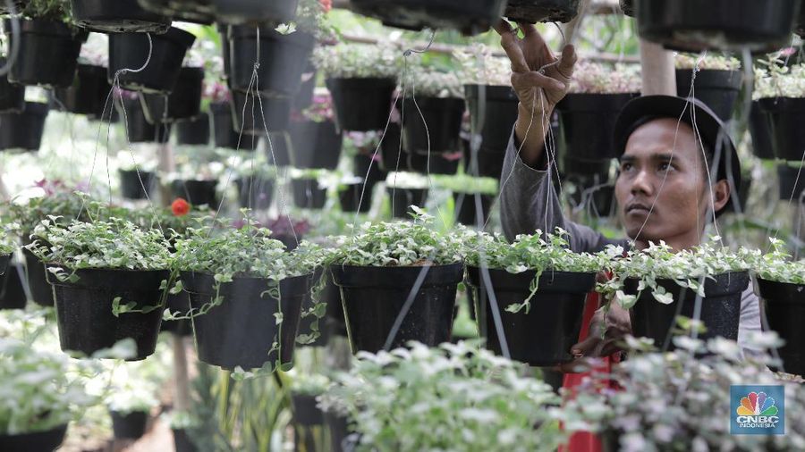 Ilustrassi Penjual Tanaman Hias (CNBC Indonesia/Muhammad Sabki)