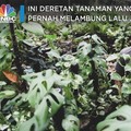 Ini Deretan Tanaman yang Harganya Pernah Melambung Lalu Jatuh