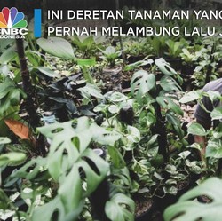 Ini Deretan Tanaman yang Harganya Pernah Melambung Lalu Jatuh